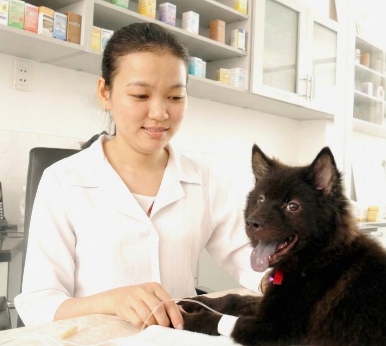 Bác sĩ thú y Petta Care đang thực hiện truyền dịch và theo dõi sức khỏe nội khoa cho chó tại phòng khám Quận 7. Quy trình điều trị nhẹ nhàng, không gian y tế vô trùng.