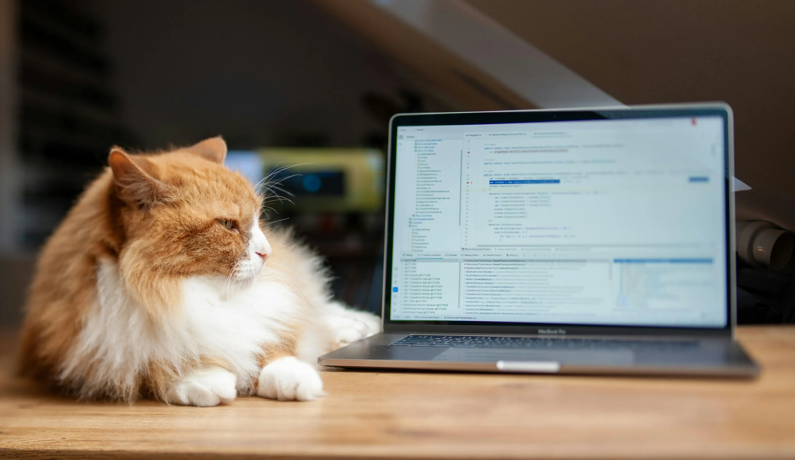 Một chú mèo lông dài màu vàng trắng đang nằm trên bàn gỗ và chăm chú nhìn vào màn hình laptop đang mở trình soạn thảo mã code.