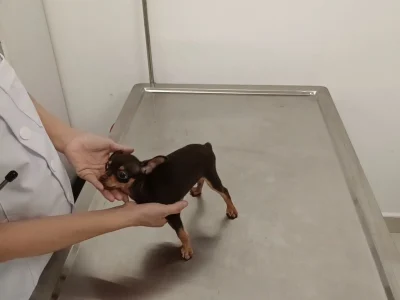 Bác sĩ thú y đang khám lâm sàng và kiểm tra sức khỏe cho chó Chihuahua tại phòng khám Petta Care Quận 7. Bác sĩ thao tác nhẹ nhàng, giúp thú cưng bình tĩnh.