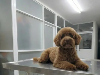 Chó Poodle màu nâu sô-cô-la được cắt tỉa lông tạo kiểu gọn gàng và tắm thơm tho tại Spa Petta Care Quận 7.