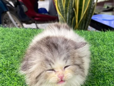 Bé mèo lông dài với bộ lông bông xù đang chờ được spa gỡ rối và chải tơi lông tại Petta Care Quận 7. Dịch vụ chăm sóc lông chuyên sâu cho mèo Anh Lông Dài, Ba Tư.