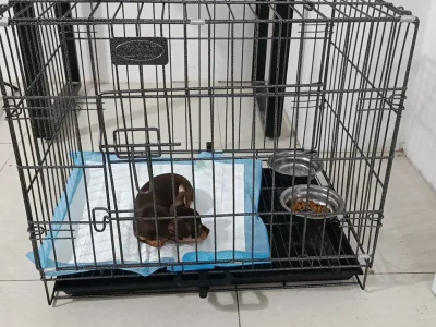 Khu vực lưu chuồng và khách sạn thú cưng sạch sẽ tại Petta Care Quận 7. Chuồng được trang bị khay ăn inox và tấm lót vệ sinh riêng biệt cho từng bé.