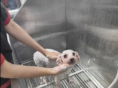 Quy trình tắm massage thư giãn và vệ sinh lông cho chó Poodle trắng bằng sữa tắm cao cấp tại Spa thú cưng Petta Care Quận 7.