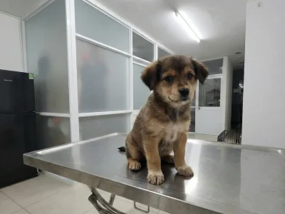 Chó con được kiểm tra sức khỏe tổng quát trên bàn khám inox tại phòng khám thú y Petta Care Quận 7. Không gian phòng khám sạch sẽ, đạt chuẩn y khoa.